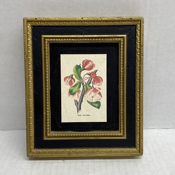 Burwood Products Company Pyrus Spectabilis Flowers Plants 5 X 6 Wall Art Frame - Picture 1 of 7